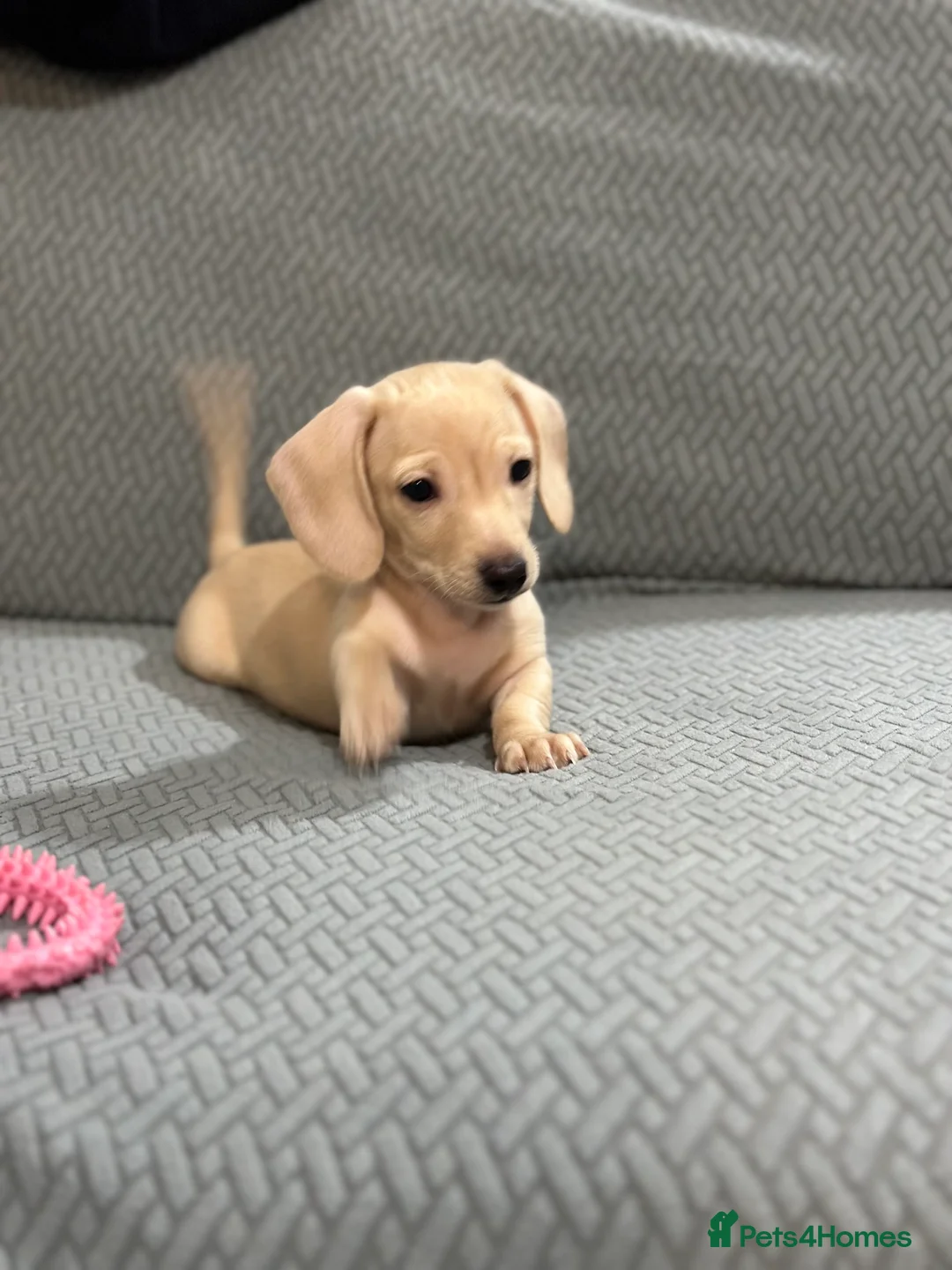 Miniature Dachshund dogs for sale: Miniatures dachshunds - Advert 1