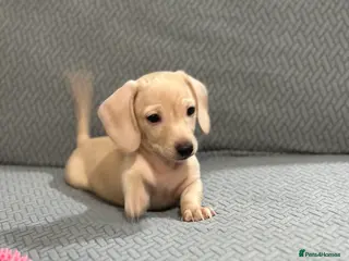 Miniature Dachshund dogs Miniatures dachshunds - Advert 14