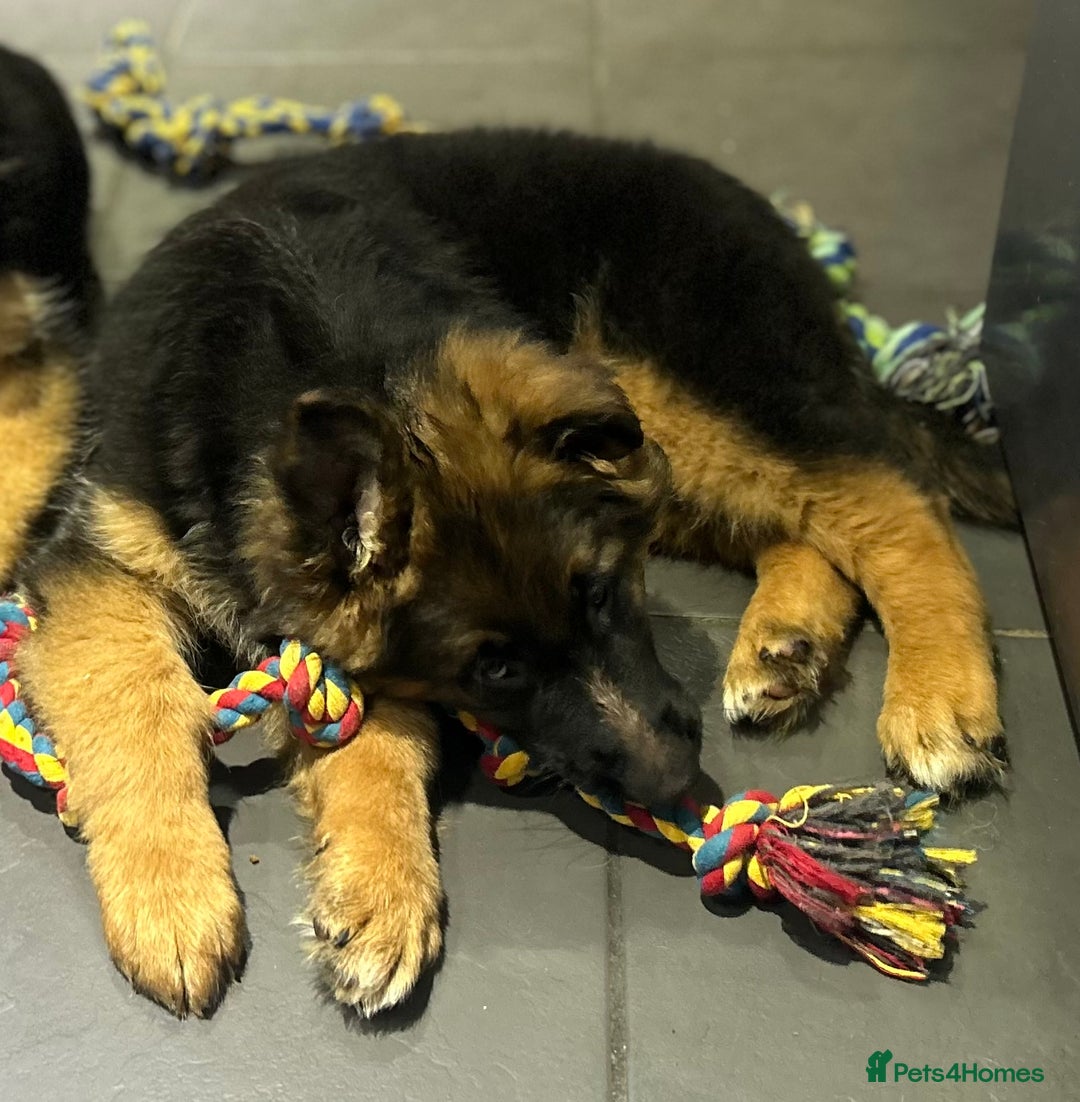 German Shepherd dogs for sale: Kc registered long haired GSD Puppy - Advert 6