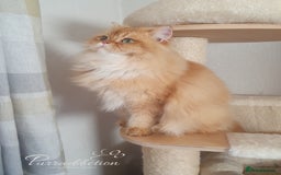 British Longhair cats for sale: Last Cinnamon Golden Shaded boy - Advert 8