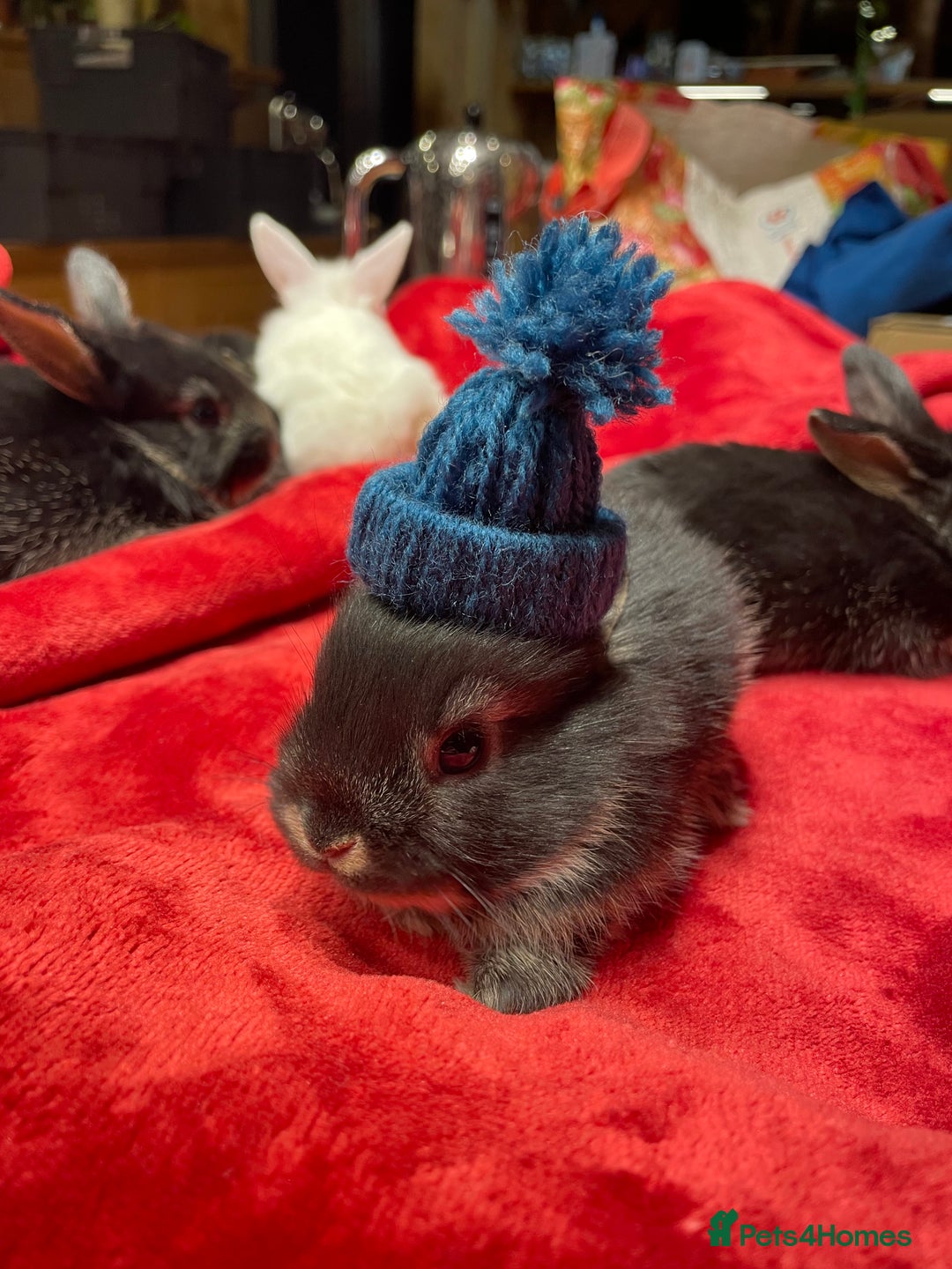 Mixed Breed rabbits for sale: Mini Lop Cross Baby Rabbits - Advert 2