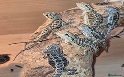 Bearded Dragon reptiles for sale: Baby bearded dragons with tint red 2 for £90 - Image 5