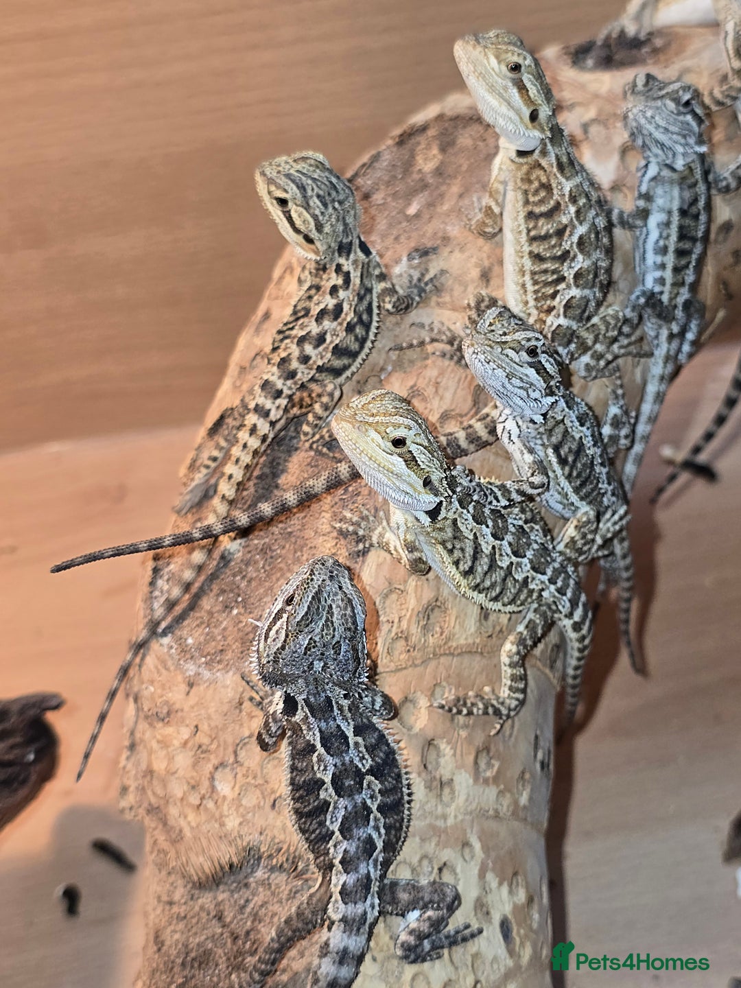 Bearded Dragon reptiles for sale: Baby bearded dragons with tint red 2 for £90 - Image 5
