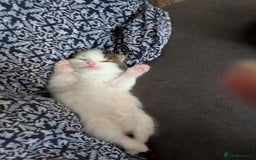Siberian cats for sale: Unique Female Siberian Kitten - Image 8