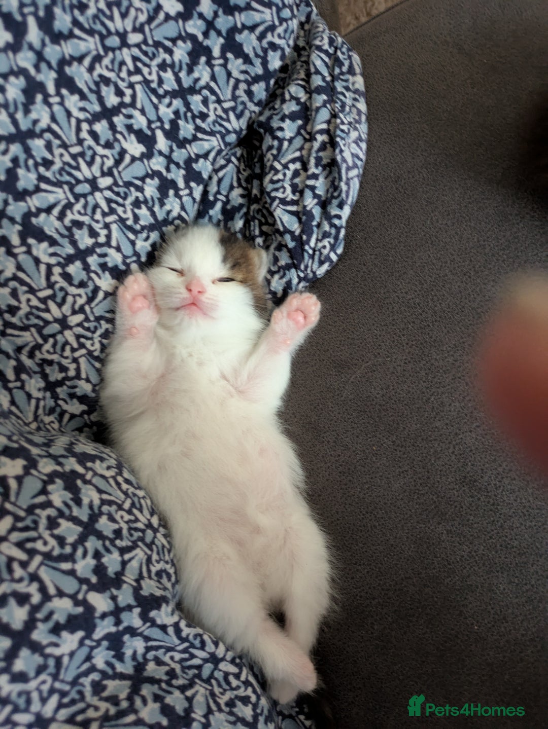 Siberian cats for sale: Unique Female Siberian Kitten - Image 8