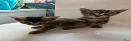 Mixed Breed cats for sale: Amazing mixed breed kittens - Advert 3