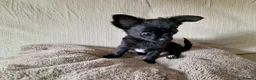 Chihuahua dogs for sale: REDUCED Chihuahua Puppies READY NOW - Advert 7