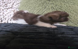 Mixed Breed dogs for sale: Stunning chocolate Shihtzu x Chihuahua Pups  - Advert 4