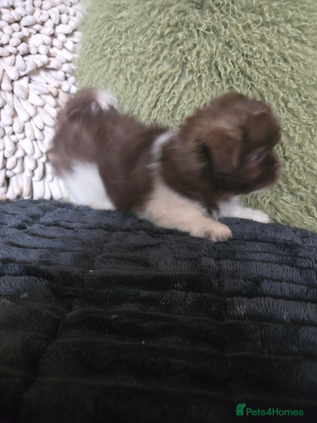 Mixed Breed dogs for sale: Stunning chocolate Shihtzu x Chihuahua Pups  - Advert 4