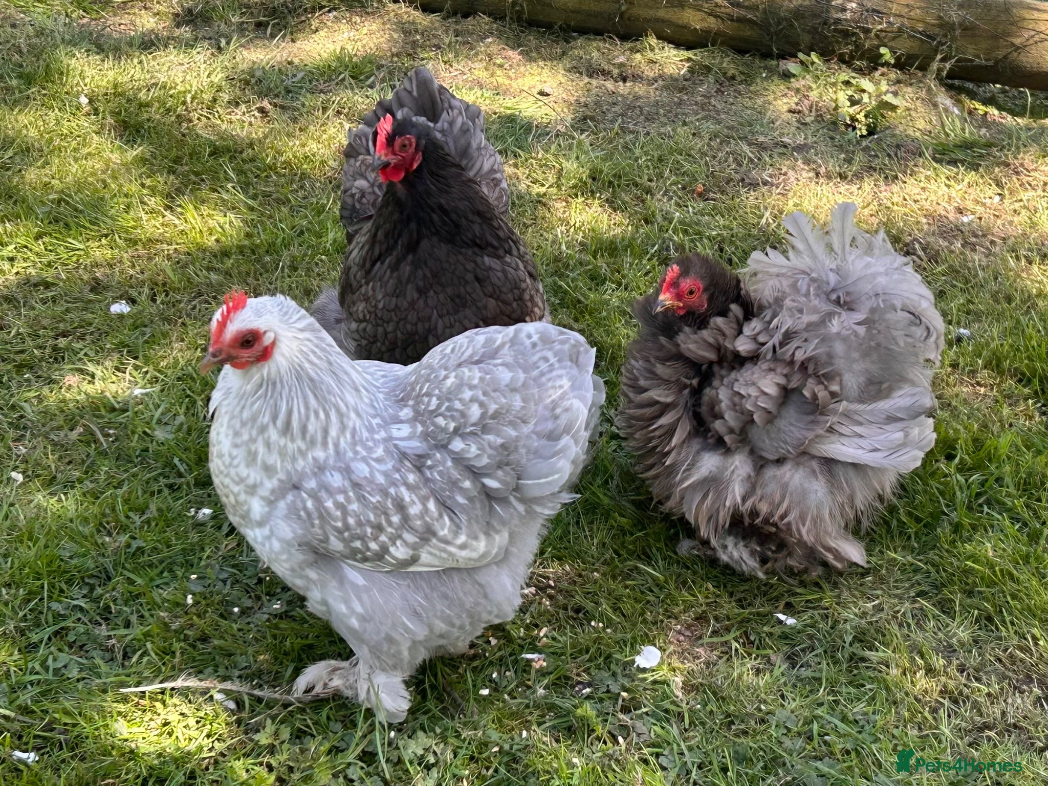 Chickens poultry Trio of Pekin Bantam Hens - Advert 2