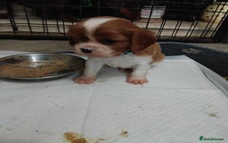 Cavalier King Charles Spaniel dogs for sale: King Charles cavalier puppies ready on 25th Sept! - Image 7