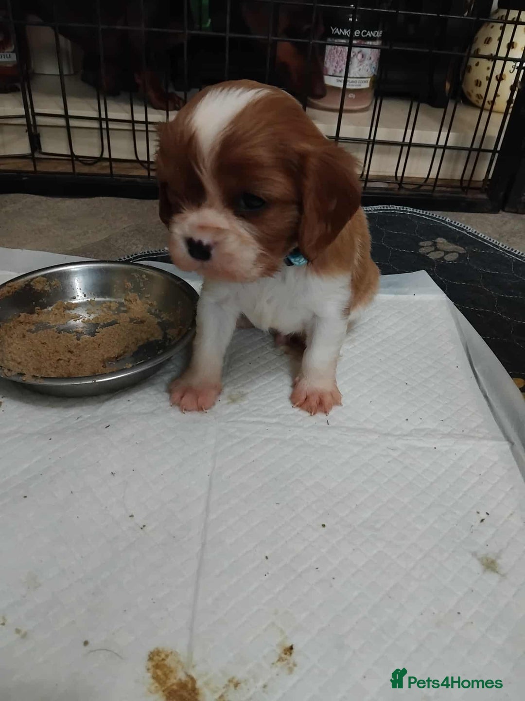 Cavalier King Charles Spaniel dogs for sale: King Charles cavalier puppies ready on 25th Sept! - Image 7