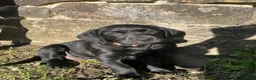 Labrador Retriever dogs for sale: Pedigree Black Labrador Puppies - Advert 6