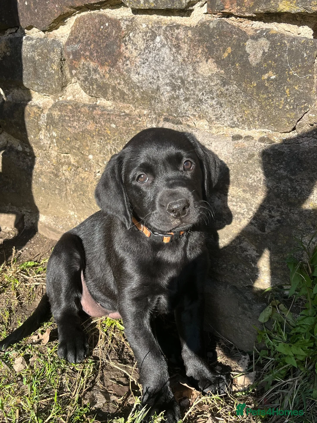 Labrador Retriever dogs for sale: Pedigree Labrador Puppies *Final puppy remaining* - Advert 13
