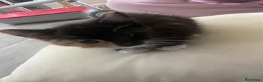 Maine Coon Kitten 3