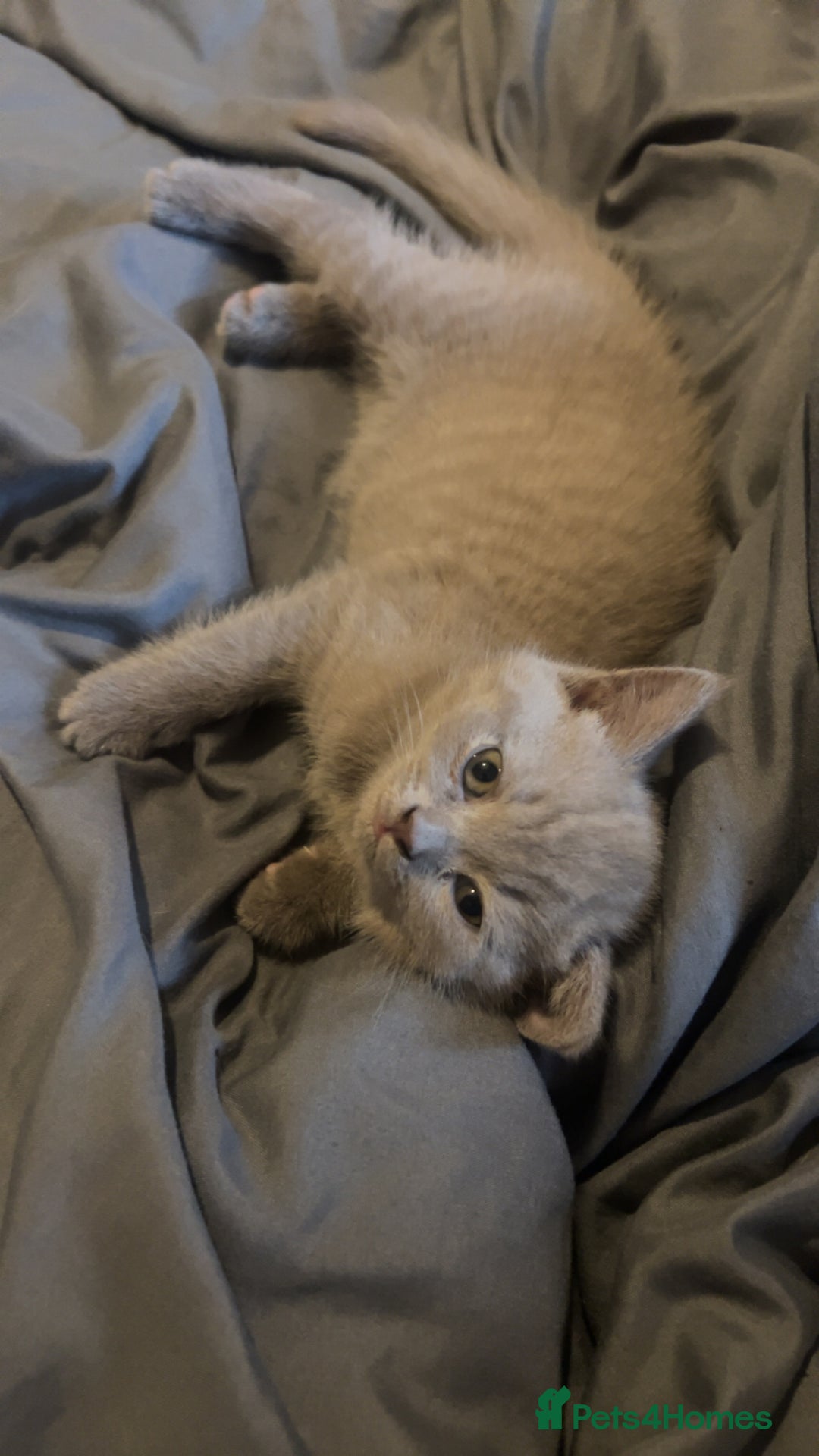 British Shorthair cats for sale: Beautiful female BSH  - Image 3