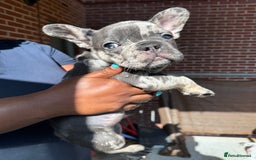 French Bulldog dogs for sale: Fluffy Gene Carrying Frenchies - Image 8