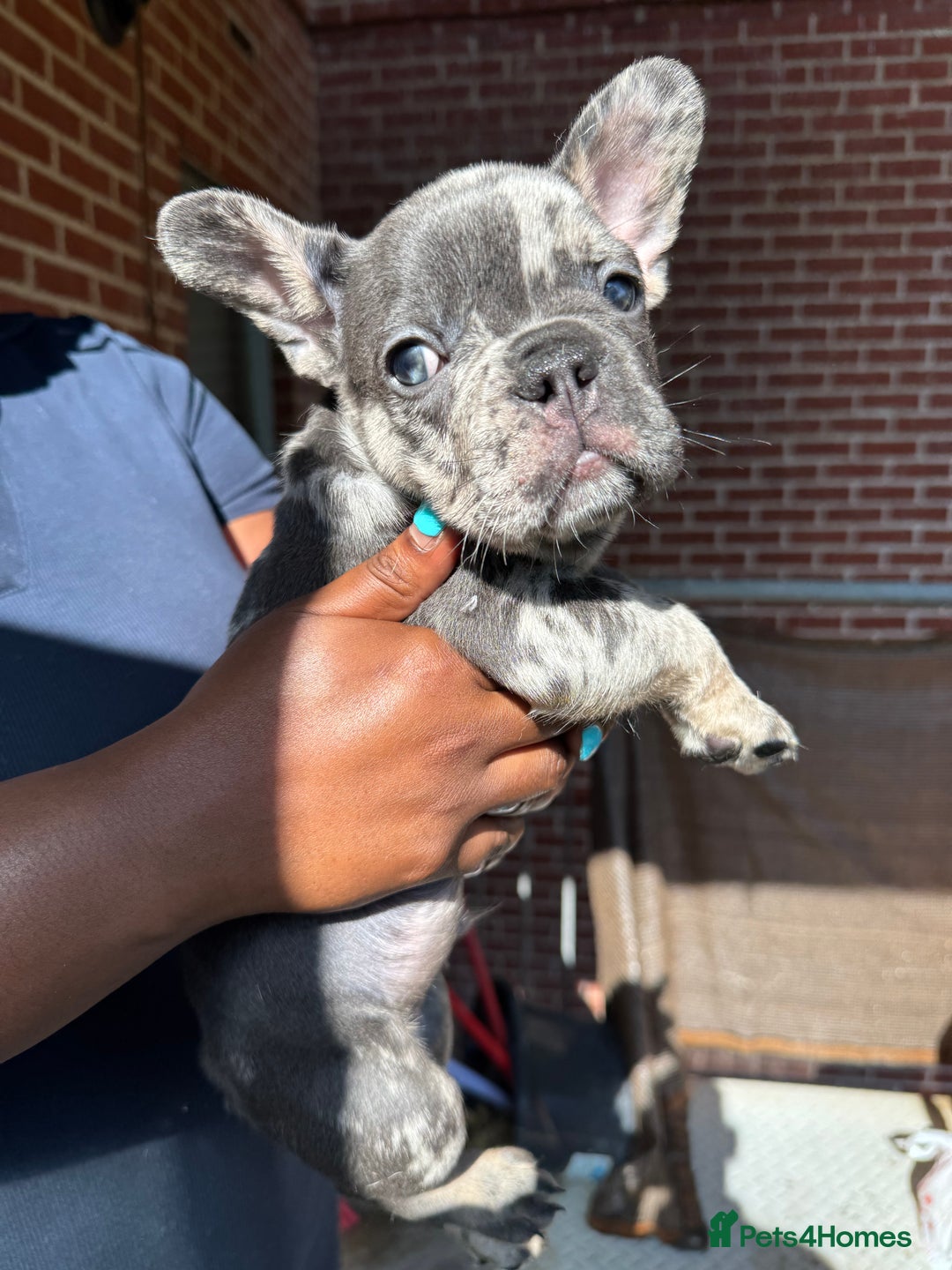 French Bulldog dogs for sale: Fluffy Gene Carrying Frenchies - Image 8