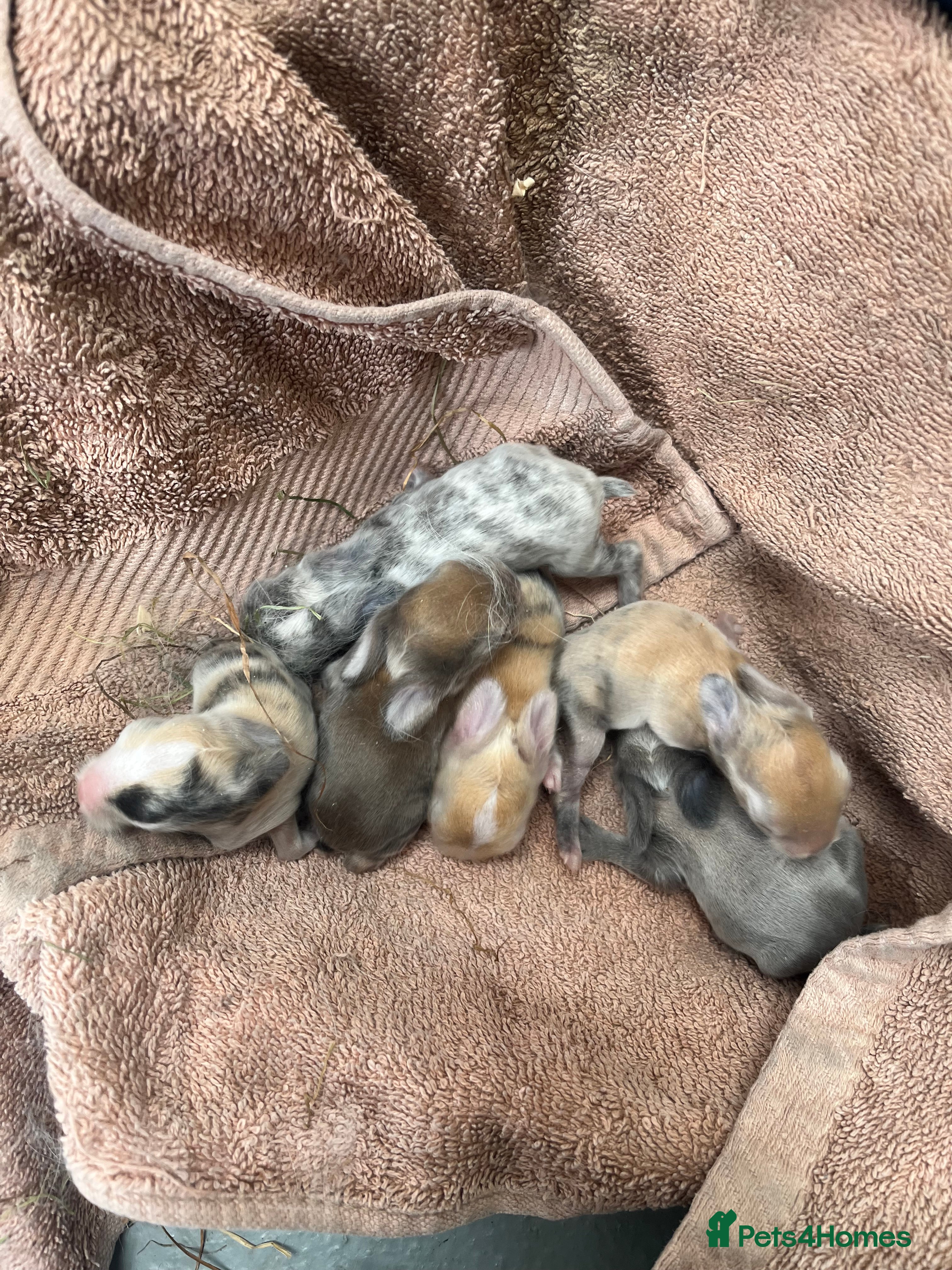 Mini Lop rabbits Gorgeous Mini Lops - Advert 1