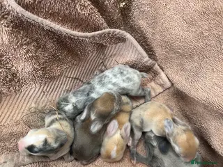 Mini Lop rabbits Gorgeous Mini Lops - Advert 1