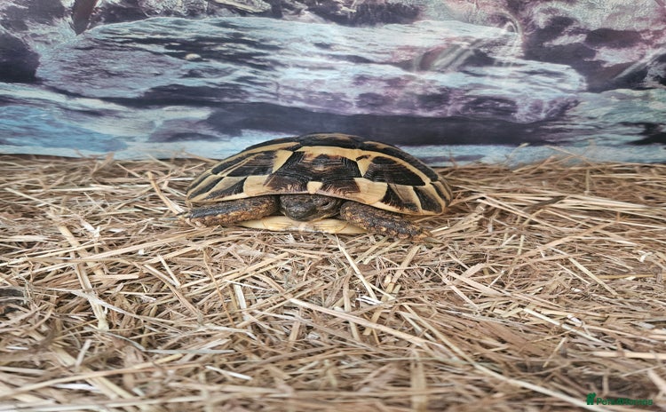 Tortoise reptiles - Advert 1