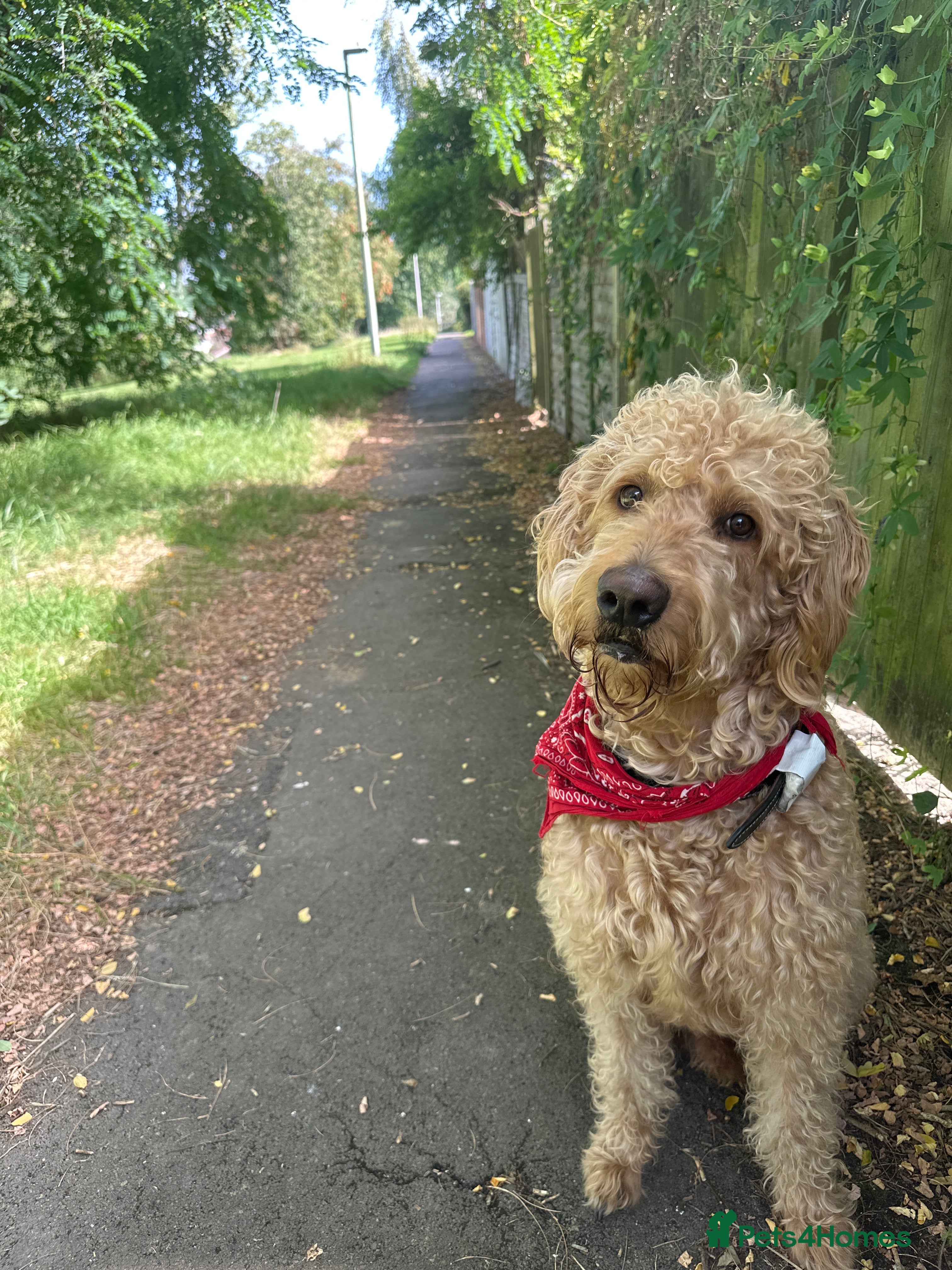 Labradoodle dogs F1 Labradoodle For Stud. in Reading - Advert 3