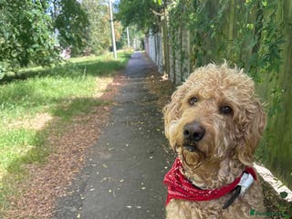 Labradoodle dogs F1 Labradoodle For Stud. in Reading - Advert 2