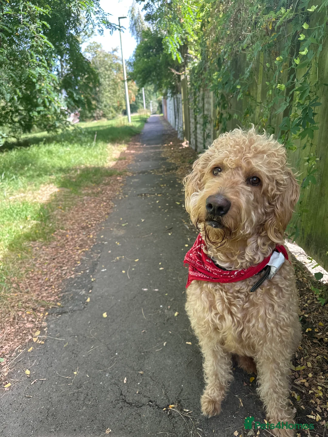 Labradoodle dogs for stud: F1 Labradoodle For Stud. in Reading - Advert 1