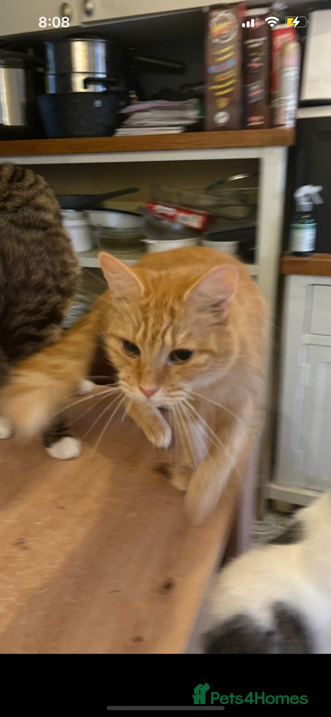 Mixed Breed cats for sale: Sammy and Tammy  - Advert 8