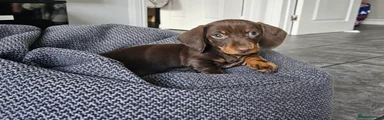 Miniature Dachshund Puppy 1