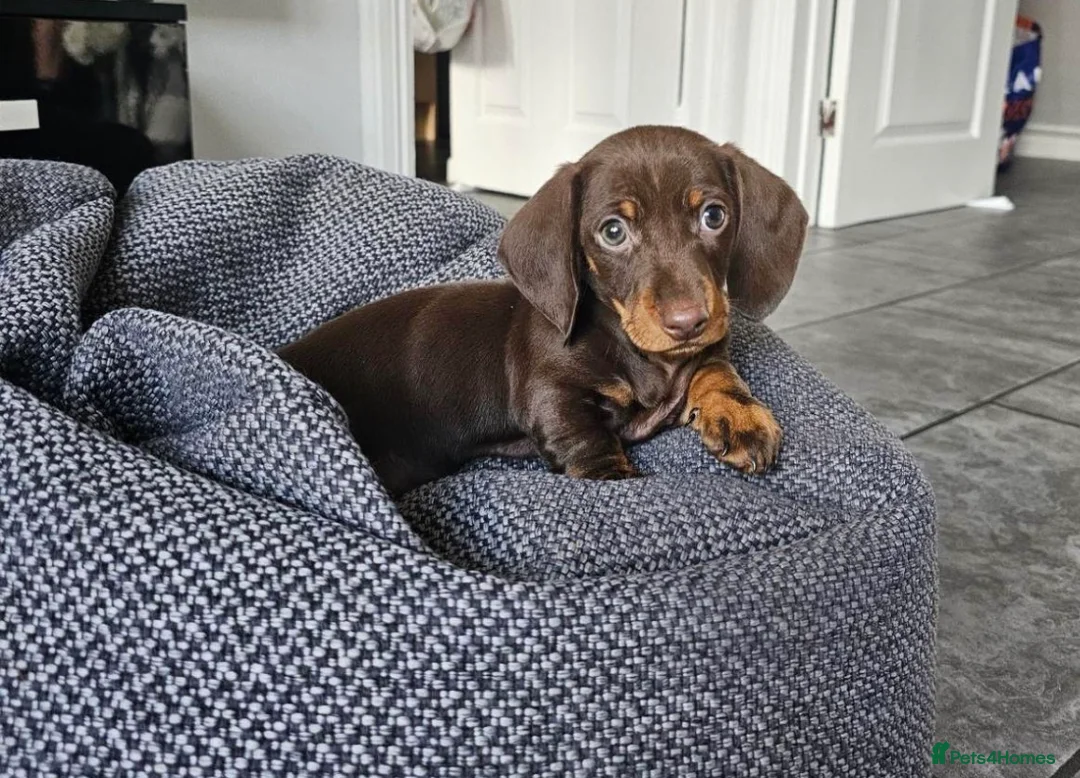 Miniature Dachshund dogs for sale: Miniature Daschaund  in Cardiff - Advert 2