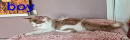 Munchkin cats for sale: Beautiful Munchkin kittens  - Advert 19