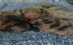 Miniature Dachshund dogs for sale: Miniature dachshund puppies - Image 1