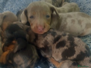 Miniature Dachshund dogs - Advert 3