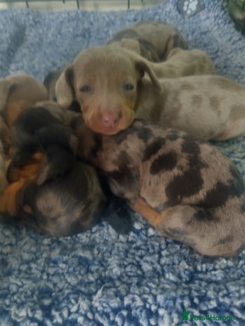 Miniature Dachshund dogs - Advert 2