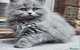 British Longhair cats for sale: Blue & Lilac Gorgeous British longhair kittens - Image 7