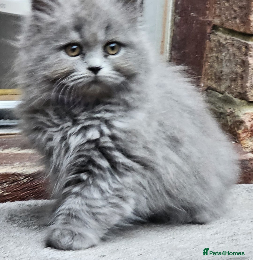 British Longhair cats for sale: Blue & Lilac Gorgeous British longhair kittens - Image 7