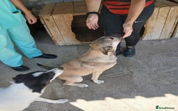 Mixed Breed dogs for adoption: Kiwi, 1 yr old. Available for adoption. - Image 21