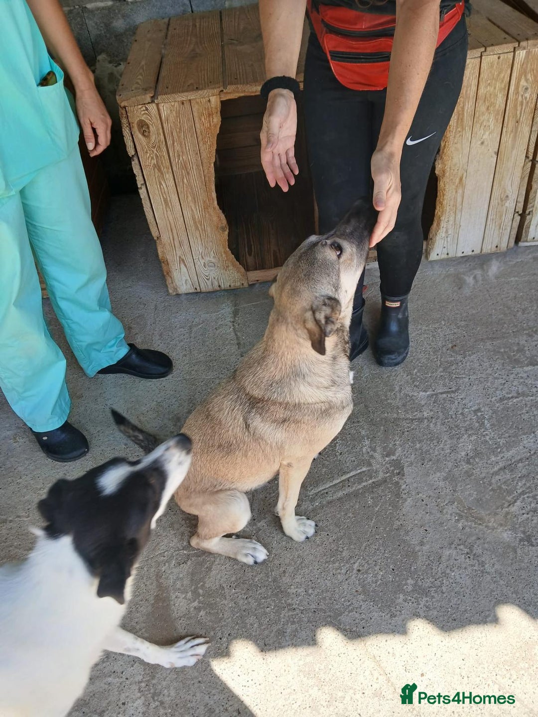 Mixed Breed dogs for adoption: Kiwi, 1 yr old. Available for adoption. - Image 21