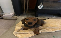 Miniature Dachshund dogs for sale: 1X Male Miniature Dachshund left  - READY TO GO - Image 11