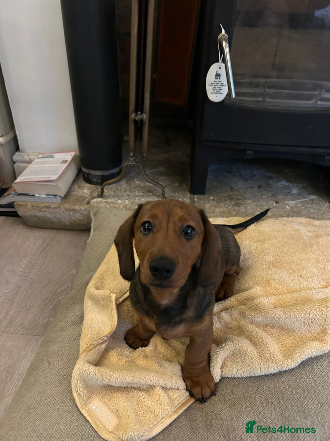 Miniature Dachshund dogs for sale: 1X Male Miniature Dachshund left  - READY TO GO - Image 11