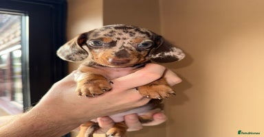 Miniature Dachshund dogs - Advert 12