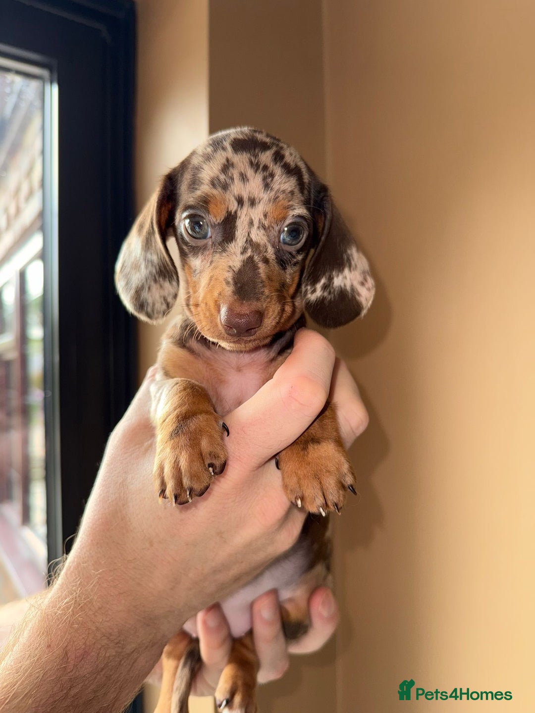 Miniature Dachshund dogs for sale: 🩷💙Stunning KC Mini Dachshund Puppies💙 - Image 3