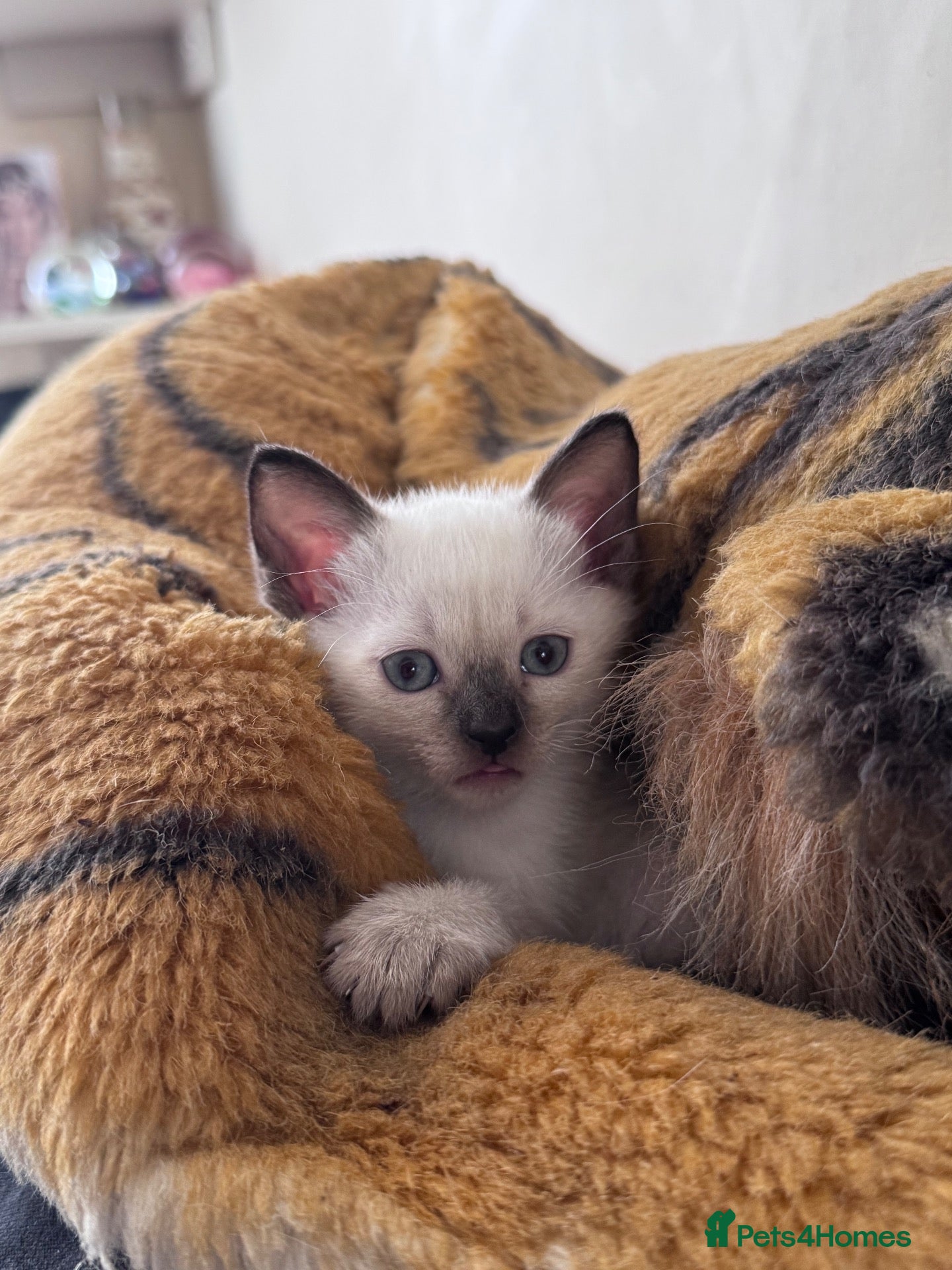 Siamese cats Siamese kittens - Advert 2