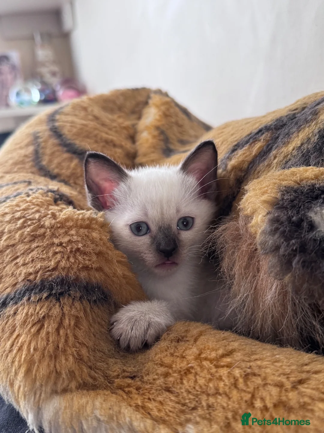 Siamese cats for sale: Siamese kittens - Advert 1