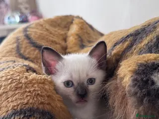 Siamese cats Siamese kittens - Advert 1