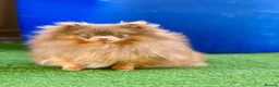 Pomeranian dogs for sale: ✨🐾 Exceptional KC Pom Boy Rare Isabella Parti💖 - Advert 9