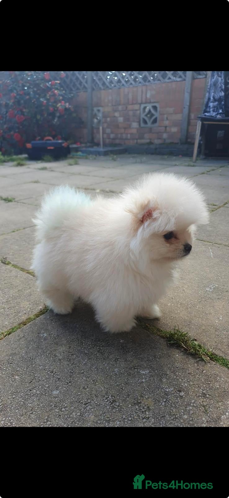 Pomeranian dogs Boy Pomeranian  - Advert 3