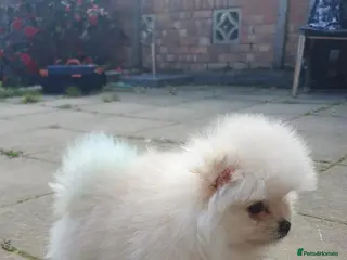 Pomeranian dogs Boy Pomeranian - Advert 1