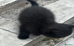 Mixed Breed cats for sale: 3 female kittens ready to go  - Image 22